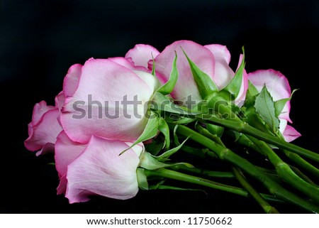 bouquet of pink rose on a black background
