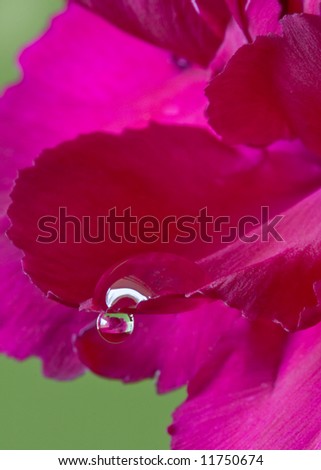 large water drop on edge of carnation petal
