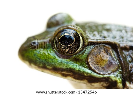 A Green Frog