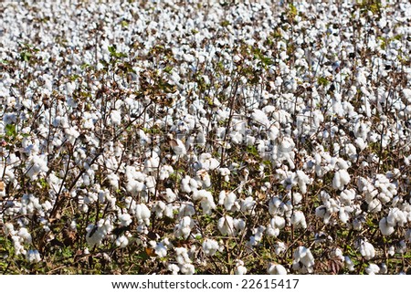 ripe cotton field ready for harvest