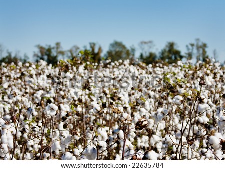 A ripe cotton field ready for harvest