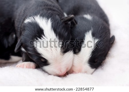 one week old border collie puppies sleeping together