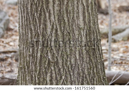 Northern Red Oak Bark