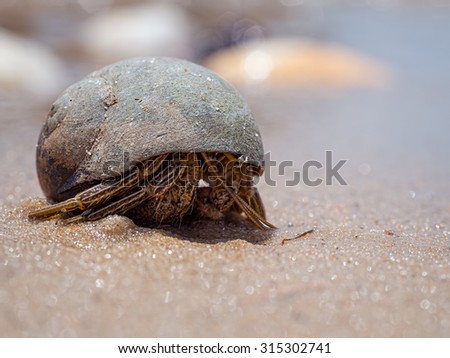 Timid Hermit Crab: A hermit crab that is unsure if it wants to move because it does not want to be sen.