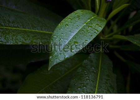 Botanical background of a shrub with green leaves with glistening raindrops scattered in a random pattern giving lifegiving moisture to the plant