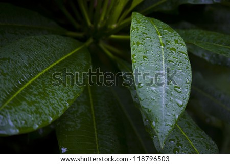 Botanical background macro of fresh green leaves beaded with glistening dew drops in early morning light