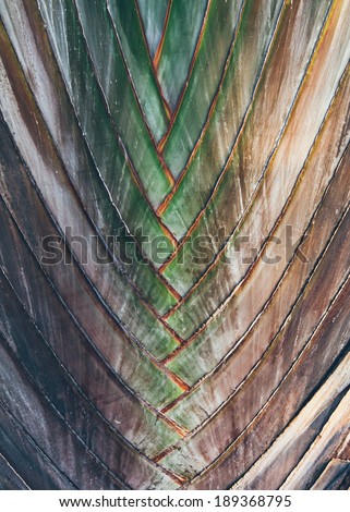 Interwoven pattern in nature - background texture of a palm or tropical plant with alternate leaves forming a pattern resembling a braid