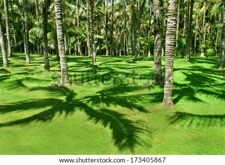 Park landscape. Summer sunny landscape. Park in summer. Palms (palm trees), shadows and green lawns (Tenerife, Canary islands, Spain). Summer vacation concept. Background. Outdoors.