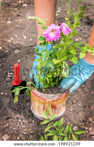 Gardening. Hands of caucasian woman are planting flowers (petunia) in the pot with soil (chernozem). The shovel is near at her. Female model in sunny day involved in horticulture. Outside. Close up.