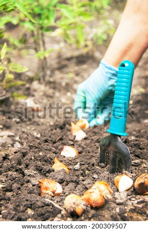Gardening. Hands of caucasian woman are seeding (sowing) bulb of flowers in the soil (chernozem). The shovel is near at her. Active female model in sunny day involved in horticulture. Close up.