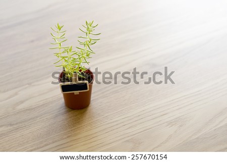 gift plant