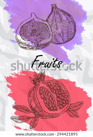 Hand drawn fruit. Fig and pomegranate fruits vector illustration. Eco food background