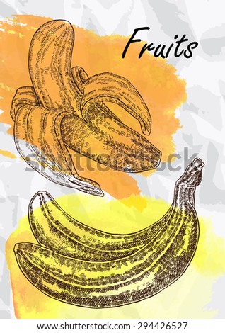 Hand drawn fruit. Banana fruits vector illustration. Eco food