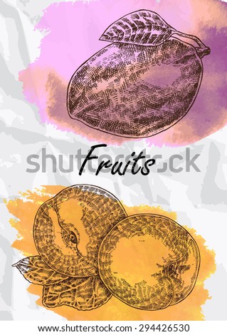 Hand drawn fruit. Mango and peach fruits vector illustration. Eco food