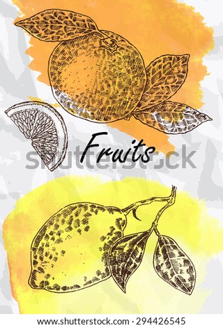 Hand drawn fruit. Lemon and orange fruits vector illustration. Eco food