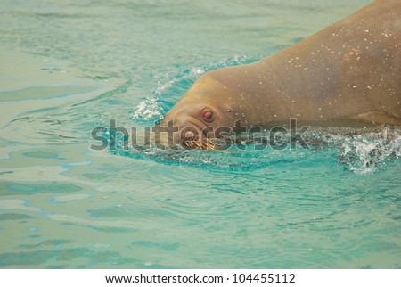 pacific walrus close up diving into water