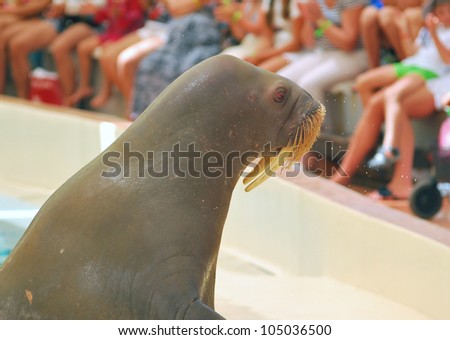 the Pacific walrus the actor on a scene