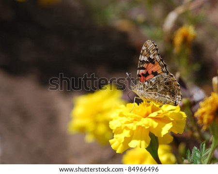 Vanessa cardui is a well-known colourful butterfly, known as the Painted Lady, or in North America as the Cosmopolitan