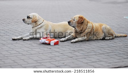 two yellow Labrador  retriever in glasses on the street