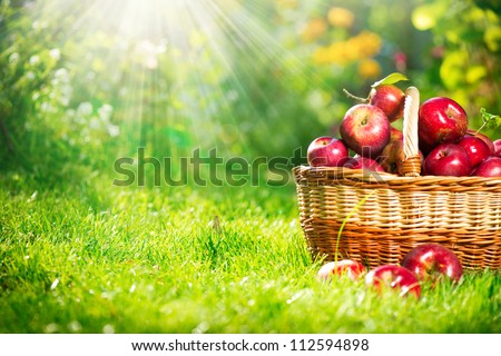Organic Apples In The Basket.Orchard.Garden.Space For Your Text