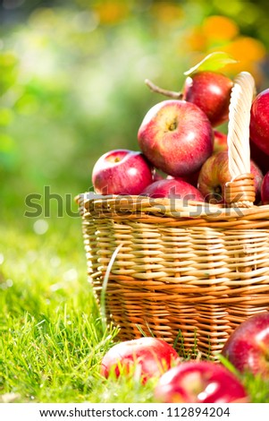 Organic Apples in a Basket outdoor. Orchard. Autumn Garden.Green Grass