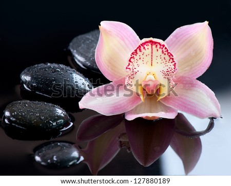 Spa Stones and Orchid Flower. Stone Massage. Black Basalt Stones over Dark Background