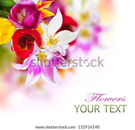 Spring Tulip Flowers over white. Tulips bunch. Floral Border Design isolated on a White Background