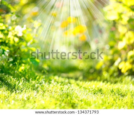 Nature Spring Blurred Background with Sunbeams. Defocused Abstract Green Backdrop