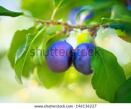Ripe Plums on branch. Growing Plum in orchard. Organic fruits