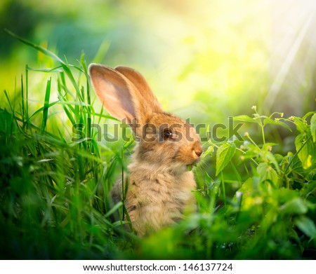 Rabbit. Beauty Art Design Of Cute Little Easter Bunny In The Meadow. Spring Flowers And Green Grass. Sunbeams