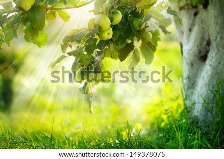 Orchard. Apple trees. Growing Organic Apples