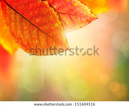 Autumn Background. Beauty Colorful Leaves and Sun Light. Fall. Yellow, Orange, Red and Green Colors. Colorful Abstract Nature Background