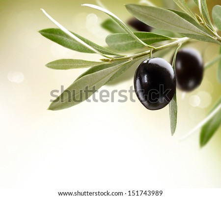 Olives Black Ripe Olive on a tree Food Border Design Over White Background Olives Black Ripe Olive on a tree Food Border Design Over White Background