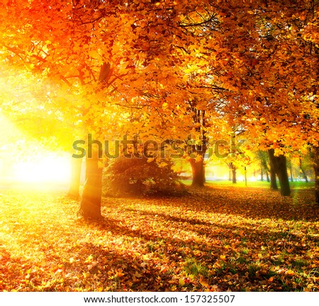 Autumn. Fall. Autumnal Park. Autumn Trees and Leaves in Sunlight Rays