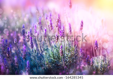Lavender. Beautiful Lavender Flower Field. Growing and Blooming Lavender outdoors