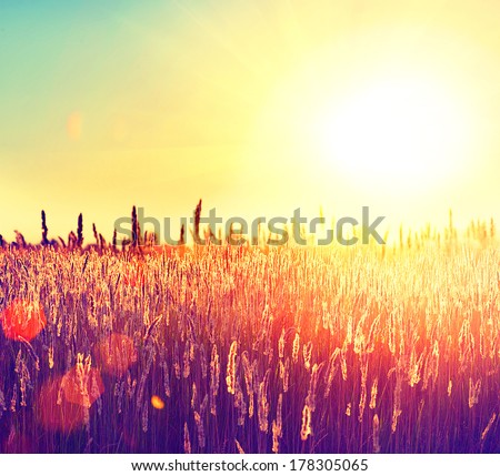 Field. Beautiful Nature Sunset Landscape. Sun. Rural Landscape under Shining Sunlight