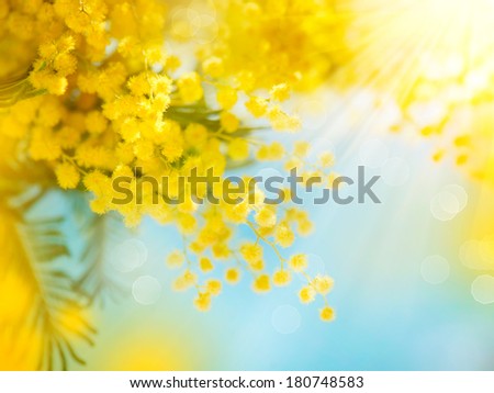 Mimosa Spring Flowers Easter background. Blooming mimosa tree over blue sky.