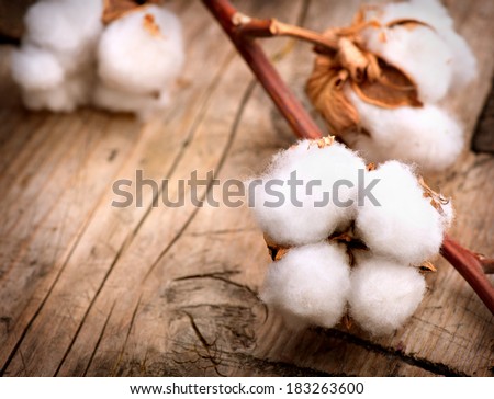 Cotton. Beautiful Cotton plant buds over wooden background