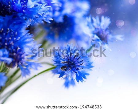 Cornflowers. Wild Blue Flowers Blooming. Border Art Design. White background. Closeup Image. Soft Focus