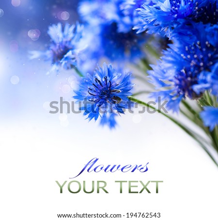 Cornflowers. Wild Blue Flowers Blooming. Border Art Design. White background. Closeup Image. Soft Focus