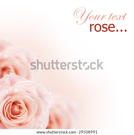 Soft Roses Border