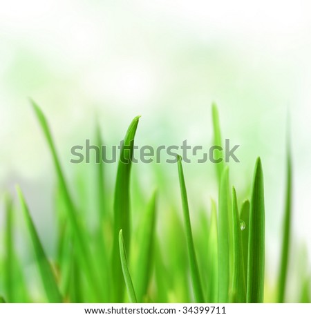 Beautiful Grass