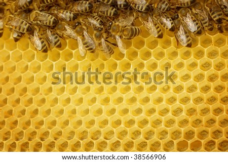Honey Bees border