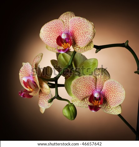 Beautiful Orchid closeup