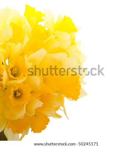 Daffodils Border