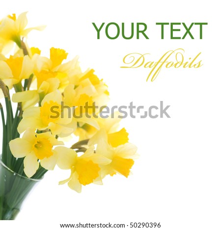 Daffodils Border