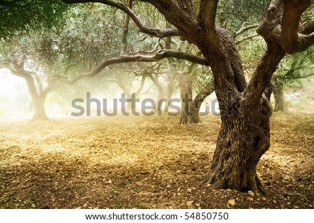 Olive Trees Olive Trees