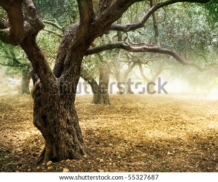 Old Olive Trees Old Olive Trees
