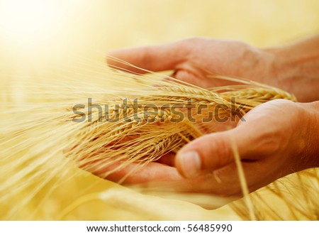 Wheat.Harvest concept