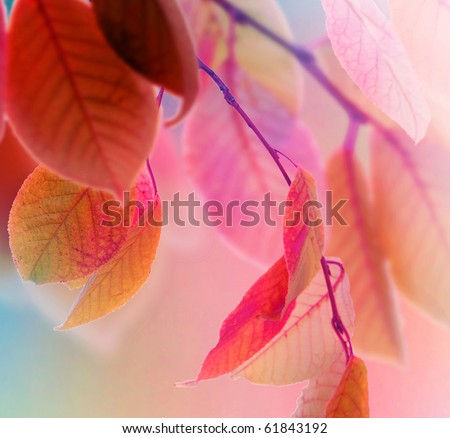 Autumn Leaves design